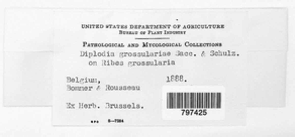 Diplodia grossulariae image